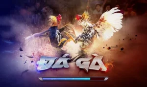 Đá Gà 3D Tại 89Bet