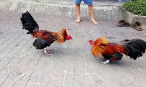Đá Gà Sabong Tại 89Bet